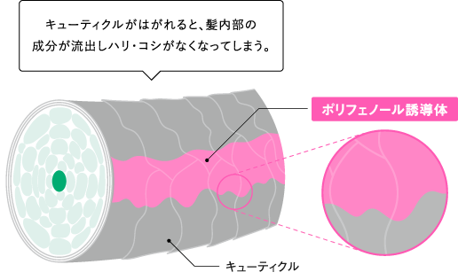 植物由来のダメージヘア補修成分