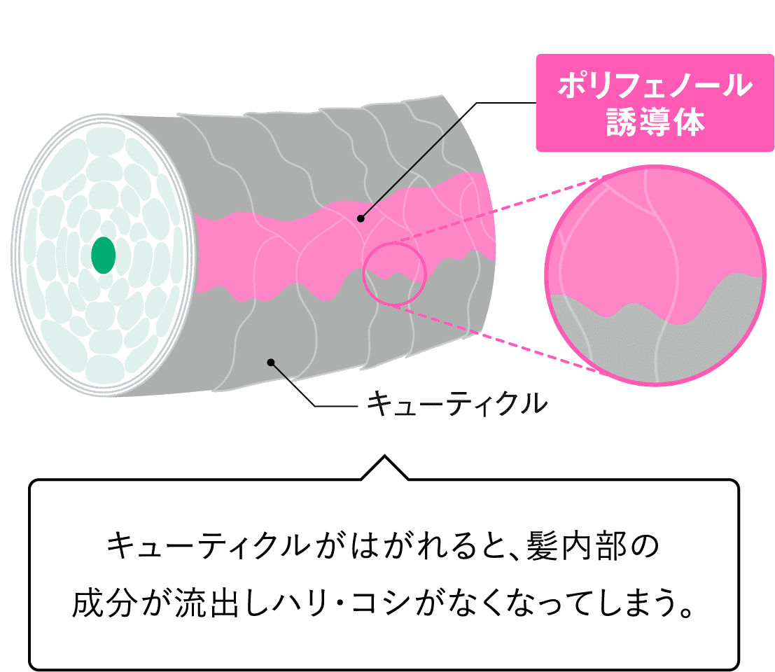 植物由来のダメージヘア補修成分